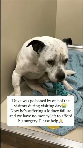 🚨 #DogRescue #ShelterDogs #FeedADog #RescueDogs