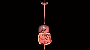 Human Digestive System Anatomy 3d Stock Footage Video (100% Royalty-free) 16564006 | Shutterstock
