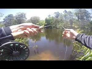 fly fishing for Saratoga on the sunshine coast