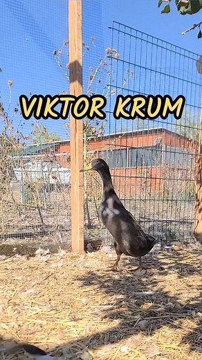 Meet Viktor Krum!! "Viktor's more of a physical being. I just mean he's not particularly loquacious. Mostly, he watches me study." ~ Hermione, Harry Potter and the Goblet of Fire Follow us @duckberryfarm #runnerducks #ducklife #duckfarm #smallfarm #womenfarmers #homesteading | Duckberry Farm