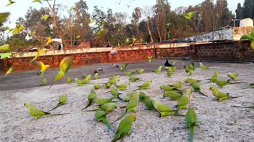 Exploring the Green RingNeck Parrot Behaviors