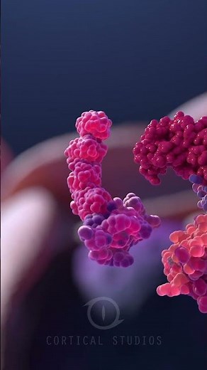 The Ubiquitination Process