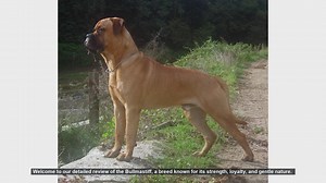 Bullmastiff Dog Breed Review: Pros and Cons