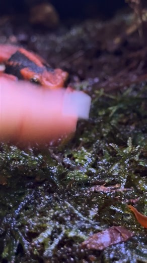 Hayley 🧜🏼‍♀️ on Instagram: "It’s fine, we’re fine 😵‍💫😵‍💫😵‍💫 fml lol ♡ ♡ #newt #terrarium #hangry #exoticpetsofinstagram #amphibian"