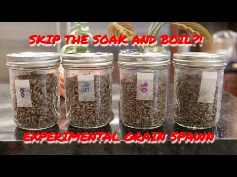 Grain Spawn without Soaking and Boiling? An Experiment to Find Out if it'll Work. Part 1 of 2