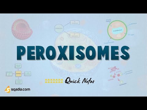 Peroxisomes | Introduction and Structure