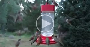 This is What a Flock of Hummingbirds Looks Like
