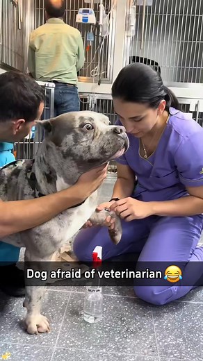 That's why I don’t like going to the vet, they can be pretty scary 😱 #afraid #veterinarian #dogafraid #funnymoments #funnyreels #funnydogvideos #scared #scaredreaction #dogreels #reelsviralシ #dogsreaction #highlightsシ゚ #followers #fyp #foryoupage #dailydoseofhappiness #dogsoffacebook #hatevet #goodmorning #wednesdaymood #wednesdayvibes #wednesday #fypシ゚ #ccto #notfunny | Toffee d'Puppy