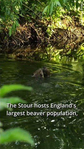 A hopeful future for beavers in Kent 🦫 🌿