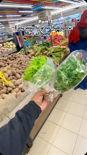 Plantswith Momin on Instagram: "Ep267:Let’s grow readymade hydroponic mint /lettuce at home(part:1)☘️🥬✨ . . . . #waterplants #mint #gardeningtips #kitchengarden #fyp #explore"