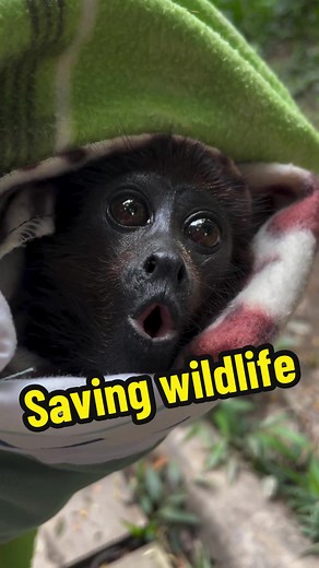 Rescued Baby Howler Monkey's Road to Recovery at Amazon Shelter