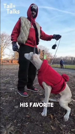 Interview with Lugia (White doberman)... #doglove #doberman #dobermann #dobermannlove #cutedog