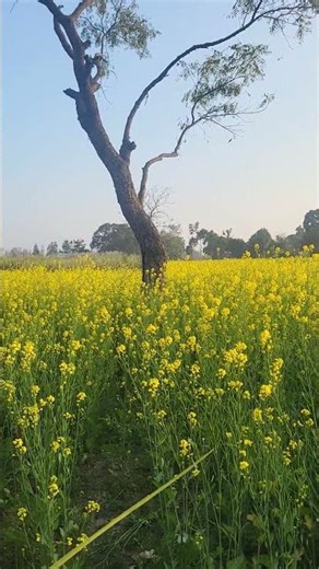 sarson ke khet village 😍#viral #nature #mustard #trending #former #villagelife #nature #motivation