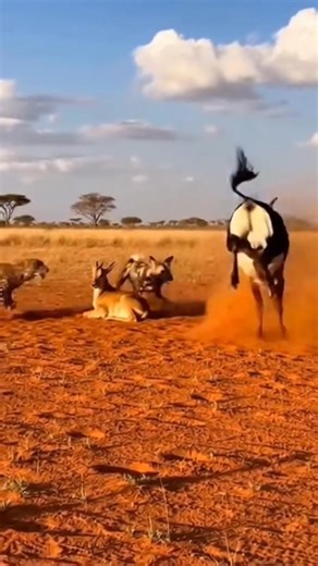 Sable attacks leopard and wild dog! #videoreels #seputarsatwaliar #animals #hunting #wild | Amirulmu'min