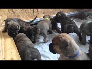 Bullmastiff Puppies!