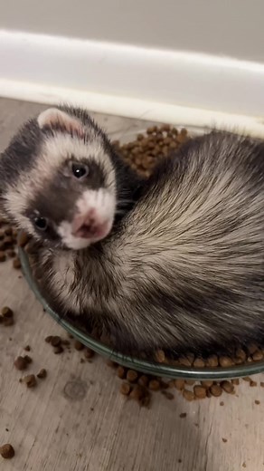 Dealing with Ferrets: A Pet Owner's Guide