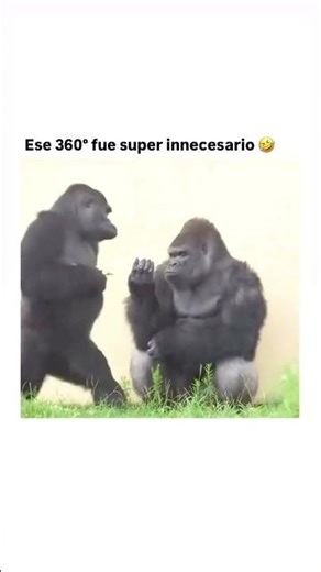 ESTE GORILA HIZO UN 360° INNECESARIO 😂