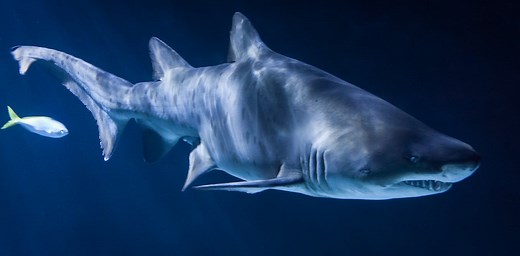 Curious Kids: Do sharks sneeze?