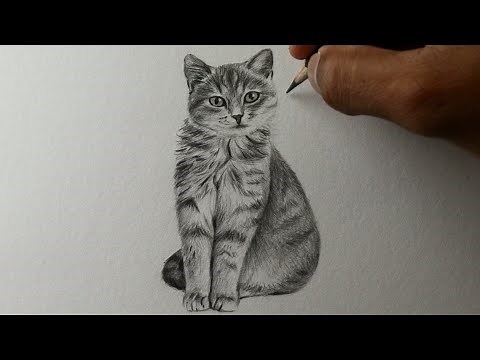 Como desenhar um Gato PASSO A PASSO narrado