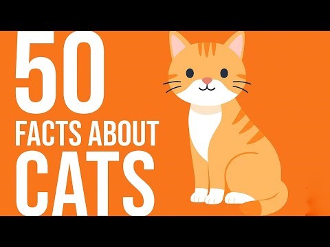 50 Mind-Blowing Facts About Cats