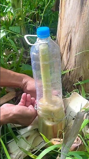 Banana experiment experiment step 1