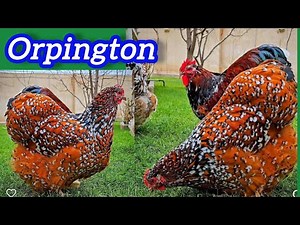Orpington chicken | Buff Orpington chickens | Orpington chicken in Pakistan | Orpington Philippines