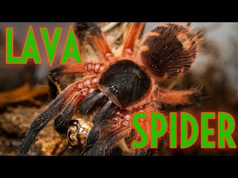 LAVA TARANTULA - Davus sp Panama Rehouse Enclosure Build
