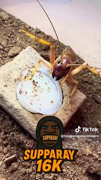 Discover the Benefits of Supparay 14k