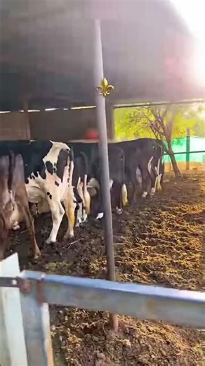 #shorts #farming #dairyfarm