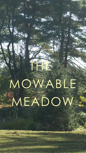 🌱 The Mowable Meadow: From Seed to Bloom 🌱 This is how we do it. The mowable meadow is one of our favorite approaches because it shows how a lawn can gradually transform into a living meadow — step by step, season by season. It starts with seeding — a carefully selected mix of drought-tolerant grasses and perennial wildflowers designed to thrive in your soil and climate. Then, with the right mowing schedule and attention during the first year, the meadow begins to establish its roots. 🌿 And f