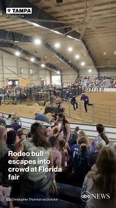 Rodeo bull escapes into crowd. | ABC News