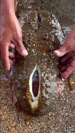 Strange Sea Creature Found on Beach 😱 | Unbelievable Marine Life
