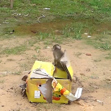 6.9K views · 234 reactions | What's Inside the Box and What are they Looking for | Monkey Family | Facebook