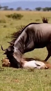 Wildebeest Saves a Baby Deer from a Cheetah Attack A dramatic moment in the wild as a brave wildebeest suddenly intervenes to save a helpless baby deer from a fast and deadly cheetah. An unexpected act of courage that shows nature’s rare side of compassion and survival. #wildebeest #cheetah #babydeer #animalsaving #wildlifeattack #wildlifedrama #animalrescue #naturebrutal #savetheweak #wildlifevideo #naturemoment #animalinstinct | Jajang Habibul Kohar