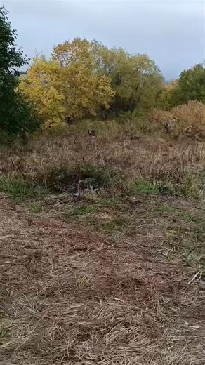 Медведь спрятался о других медведей 😂😂😂😂 #дикаяприрода #nature #bear #медведи #камчатка #природа