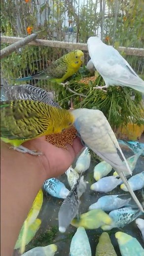 🛍️ 日本で買えるインコ用おやつレビュー！美味しさチェック🐦
