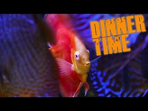 How do I feed my Discus - Best Discus food