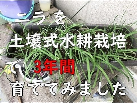 ニラ （土壌式水耕栽培）