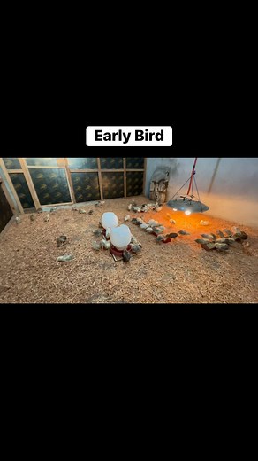 2.2K views · 72 reactions | Chicks need heat, fresh water and a starter feed to survive and thrive. They also require a clean, draft-free brooder with appropriate bedding and a food source. #RABgamefarm | Reagan Ambion Borja | Facebook