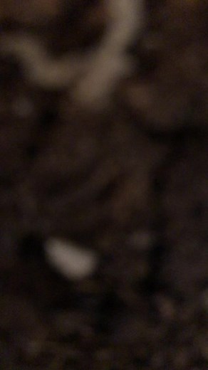 Caring for Your Dumb Cane Plant