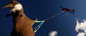 The Flying Rhinos of the WWF Black Rhino Range Expansion Project