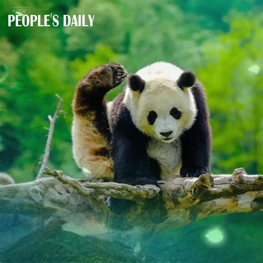 China plans to build the world's largest national park system by 2035, with various breakthroughs made since the first batch of national parks, integrating over 120 nature reserves, was established in 2021. #14thFiveYearStride - The Sanjiangyuan National Park maintained the security of the water ecosystem in Asia, with its grassland vegetation coverage increasing by 8.6% compared to 2015. - The Giant Panda National Park set up six ecological corridors connecting 13 local panda subpopulations, wi