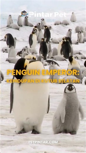 Learn about the life of emperor penguins in the South Pole #smartpet #penguin #penguin #cutepengu...