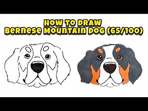 How to Draw Bernese Mountain Dog – Series 65/100 of Dogs Breed Drawing