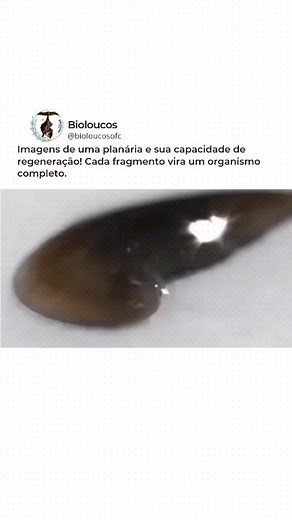 Bioloucos 🐢🌱 on Instagram: "As planárias são conhecidas por sua notável capacidade de regeneração. Esses pequenos platelmintos possuem células-tronco especializadas chamadas neoblastos, que desempenham um papel fundamental na regeneração dos tecidos. Os neoblastos estão presentes em todo o corpo das planárias e são responsáveis por produzir novas células para substituir as perdidas durante o processo de regeneração. Quando uma planária é cortada em pedaços, os neoblastos remanescentes são ativ