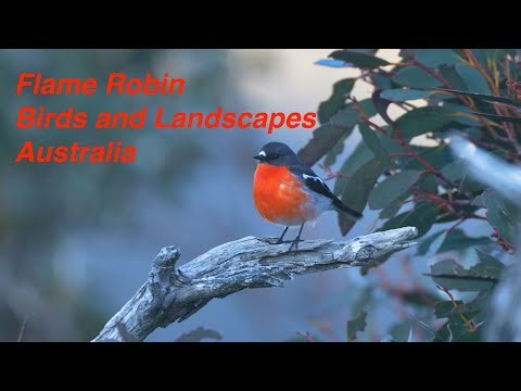 Birds and landscape Australia.