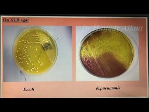 🤓🥳Enterobacteriaceae العملي 🤓😷