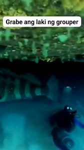 Grouper attack😱 #grouperattack #viralgrouper | Mak Mak