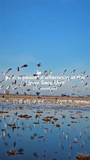 Trading the crowds for the birds today 🦢🦅🦆 The viewing platform at the Llano Seco Unit is one of the best spots in the county to watch the annual migration along the Pacific Flyway. Make sure to turn your sound up to hear the sounds of the migrating birds currently calling this spot home. Learn more about this and other favorite birding spot in Butte County: www.explorebuttecounty.com/stories/bird-watching-in-butte-county 📍 7 Mile Rd, Chico ⏰ Open daily one hour before sunrise to one hour af