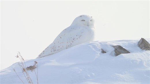 Rencontre exceptionnelle aujourd'hui! Un bel harfang des neiges, un mâle en plus, qui surveillait son environnement sous la neige et la bourrasque. Quel spectacle! | Doggo Studio, photographie d'animaux